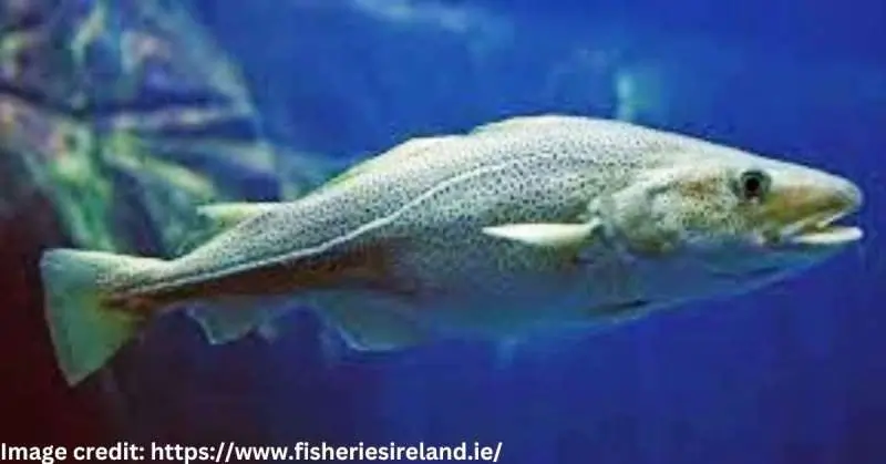 Atlantic Cod (Gadus morhua)