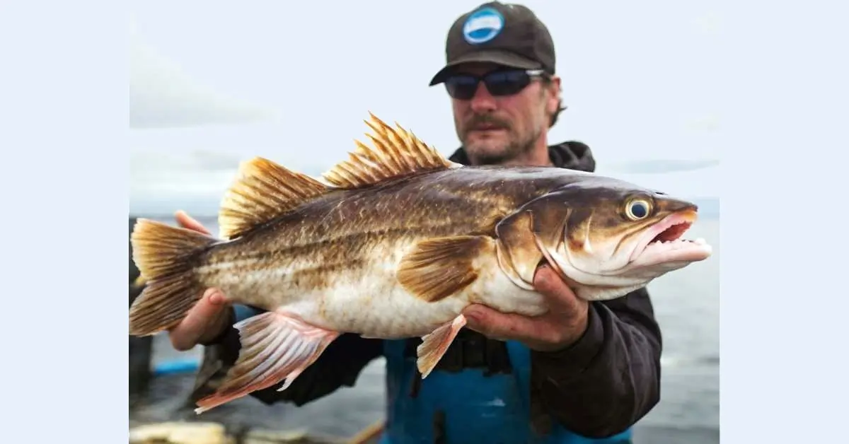 How To Catch Halibut Fish: 5 Proven Techniques Revealed