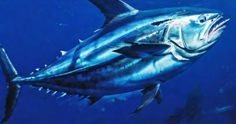 Bluefin Tuna