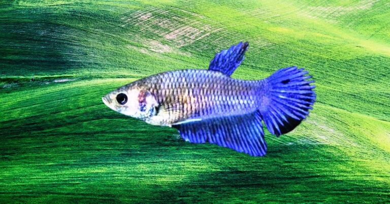 Female Betta Fish