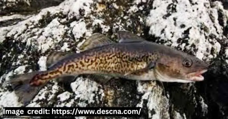 Greenland Cod (Gadus ogac)