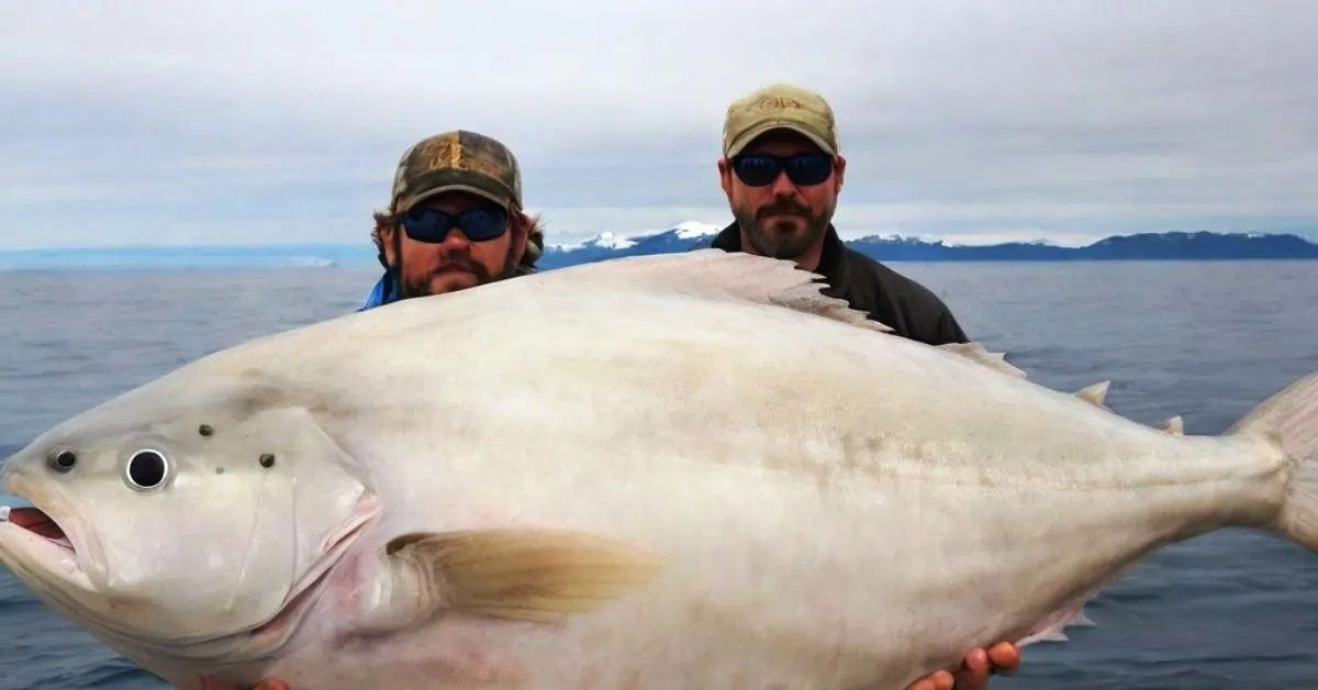 How To Catch Halibut Fish: 5 Proven Techniques Revealed