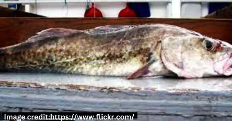 Pacific Cod (Gadus macrocephalus)