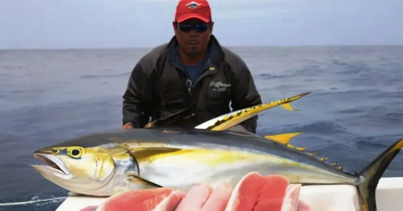 Yellowfin Tuna