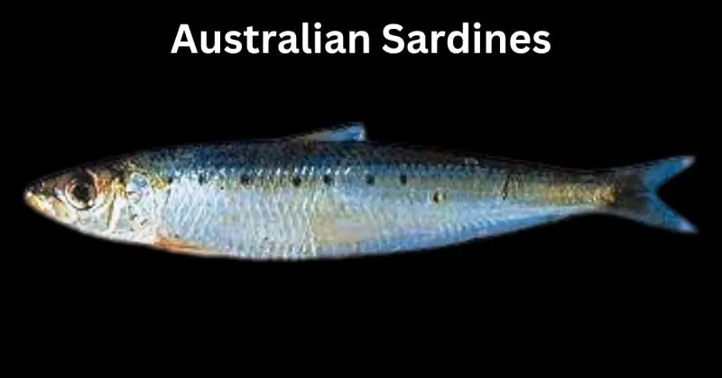 Australian Sardines