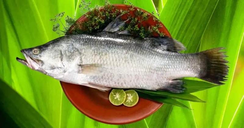 Barramundi 