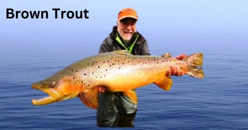 Brown Trout