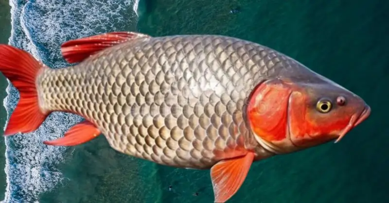 Common Carp