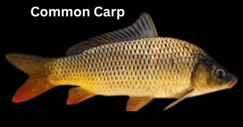 Common Carp