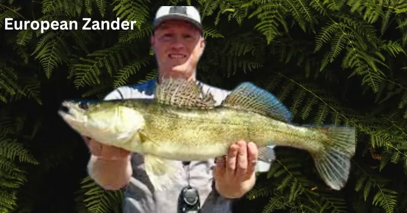 European Zander