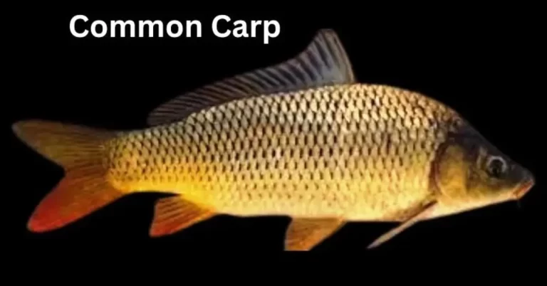 Is Carp a Good Fish to Eat