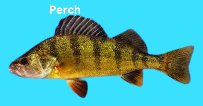 Perch