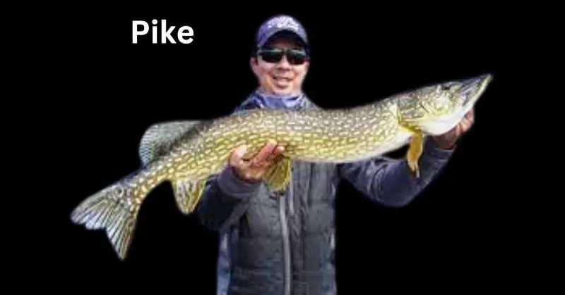  Pike