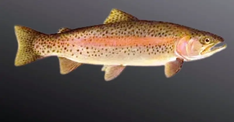 Rainbow Trout