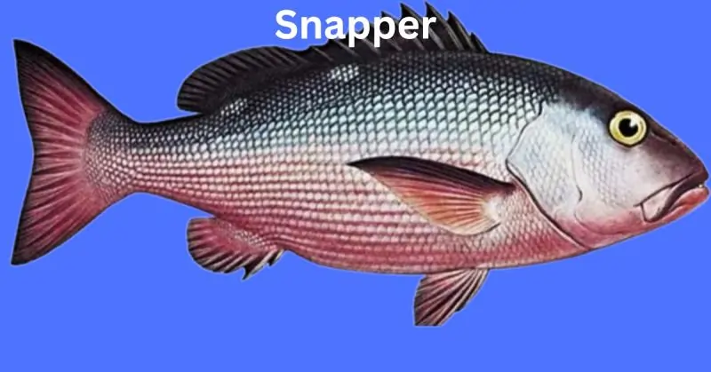 Snapper 