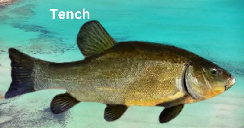 What Are The Edible Freshwater Fishes In Germany: Best 10