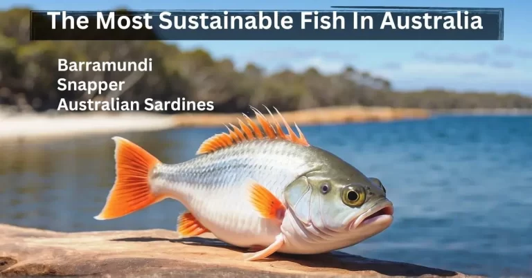 What Is The Most Sustainable Fish In Australia