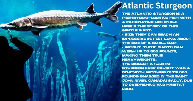 Atlantic Sturgeon