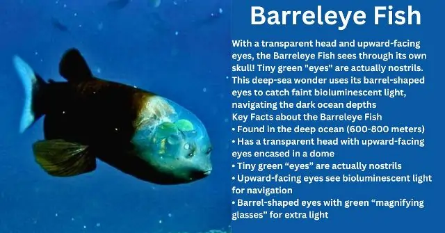 Barreleye Fish 