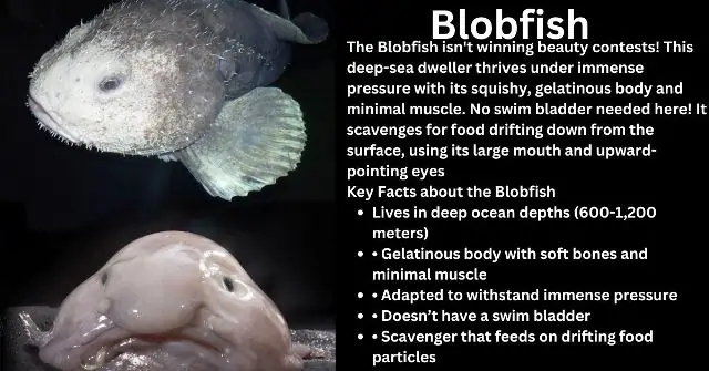 Blobfish