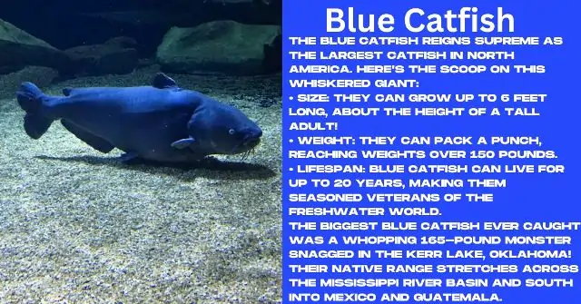  Blue Catfish