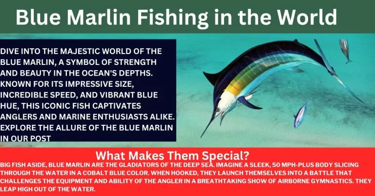 Best Blue Marlin Fishing in the World