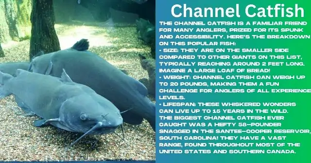 Channel Catfish