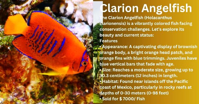 Clarion Angelfish