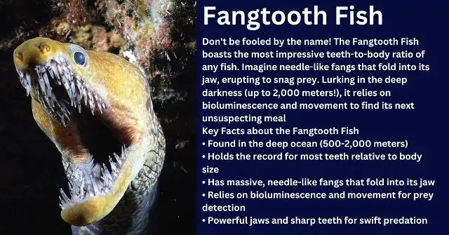 Fangtooth Fish