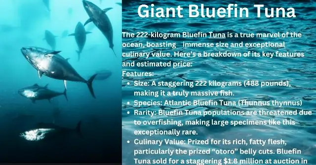 Giant Bluefin Tuna