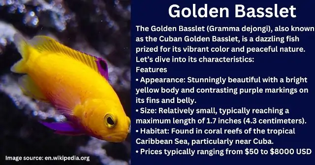 Golden Basslet