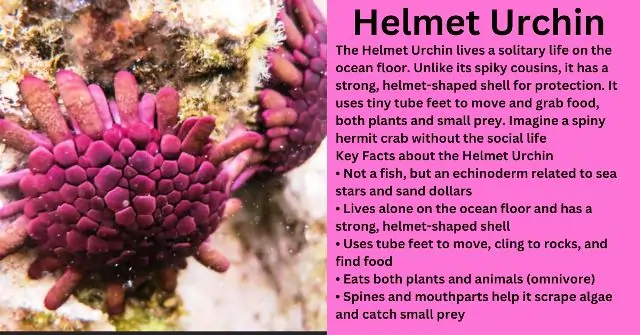 Helmet Urchin