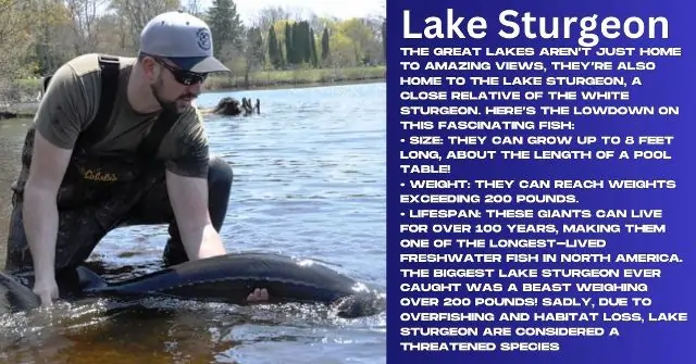 Lake Sturgeon