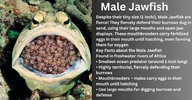 Male Jawfish