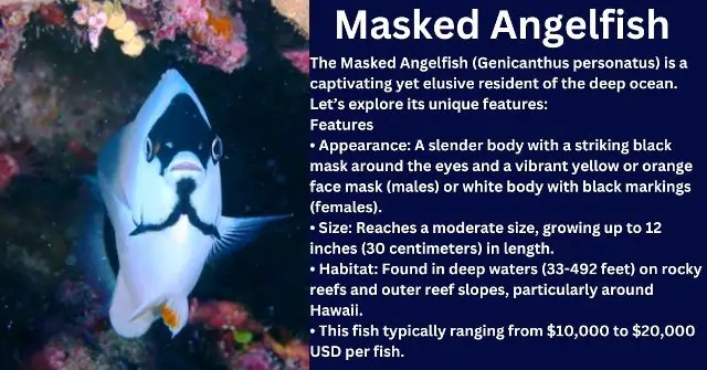 Masked Angelfish