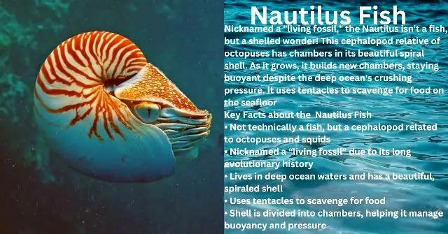 Nautilus Fish