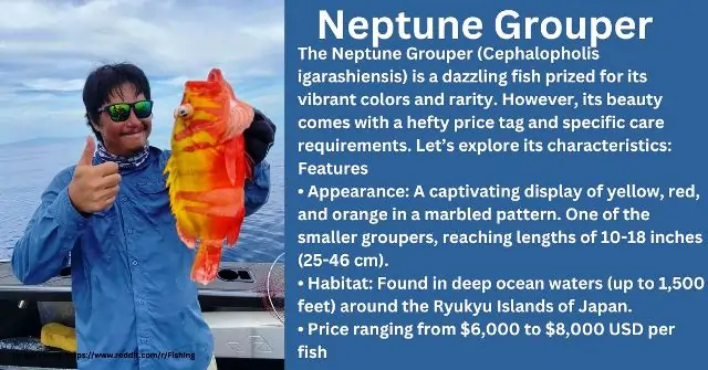 Neptune Grouper