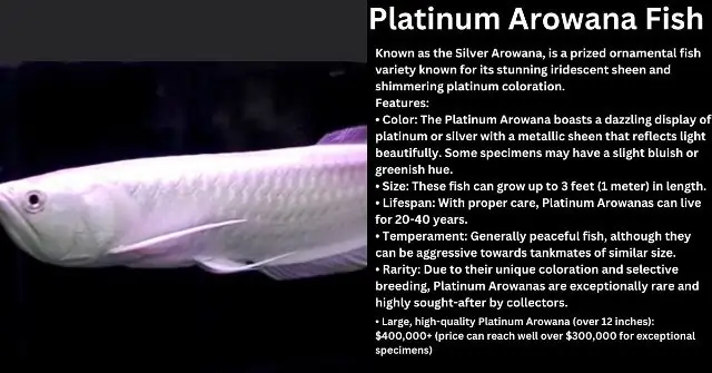 Platinum Arowana Fish