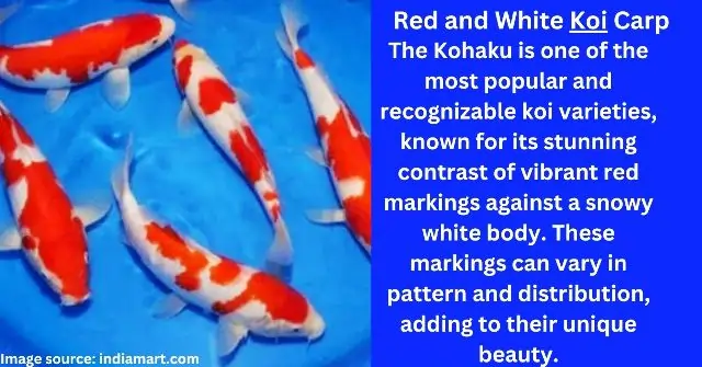 Red and White Koi Carp