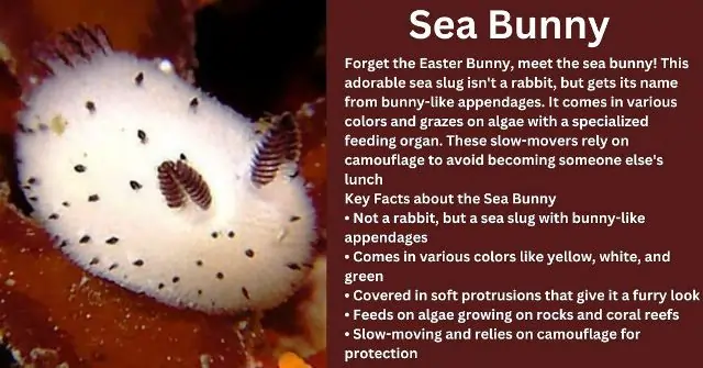 Sea Bunny