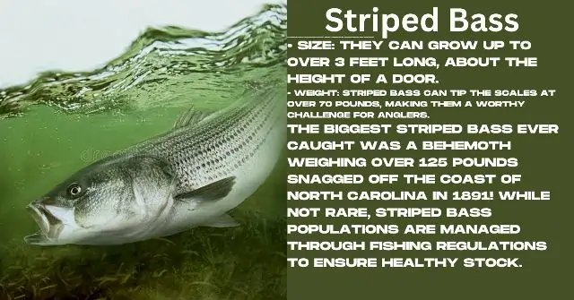 Striped Bass