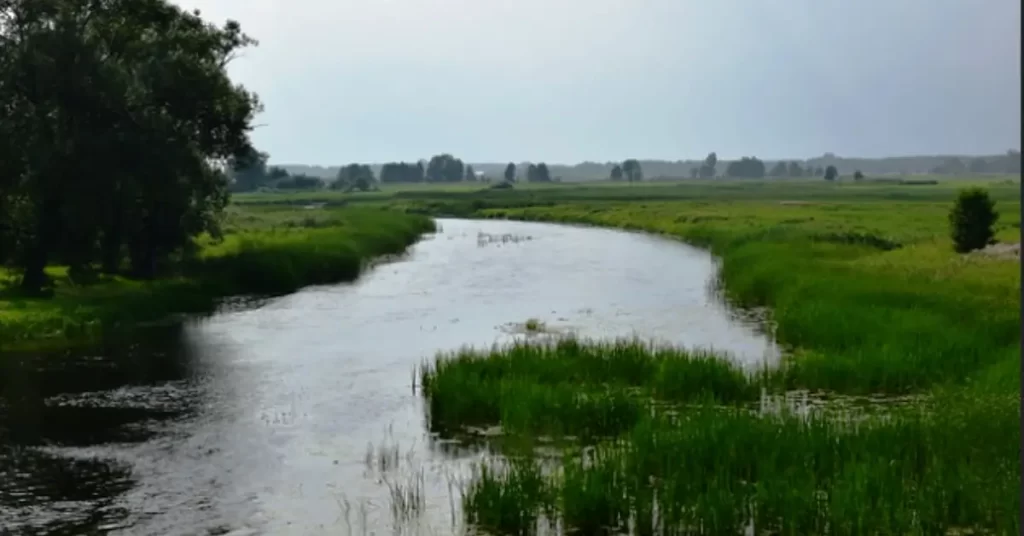 The Biebrza River