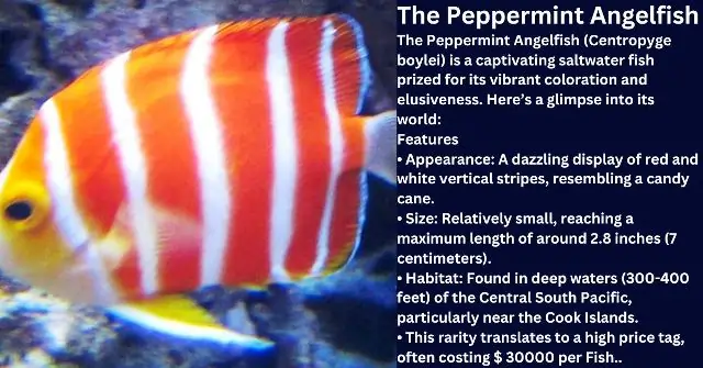 The Peppermint Angelfish