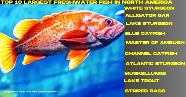 Top 10 Largest Freshwater Fish In North America