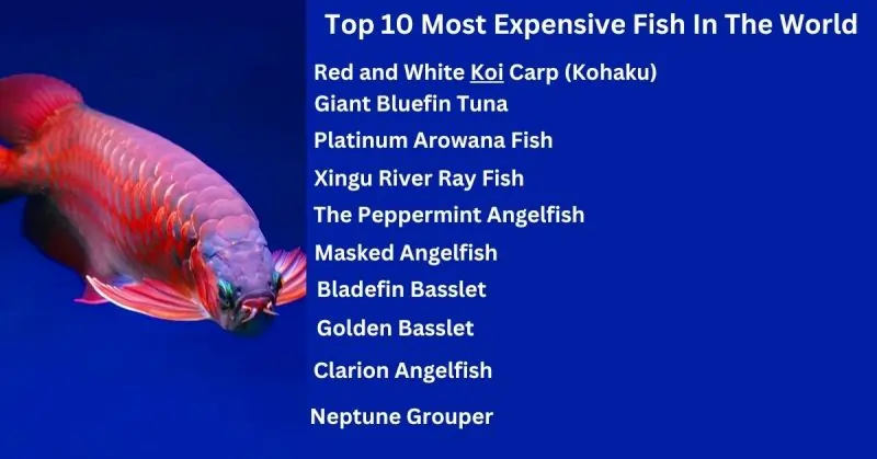 Top 10 Most Expensive Fish In The World