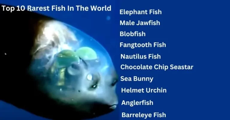 Top 10 Rarest Fish In The World