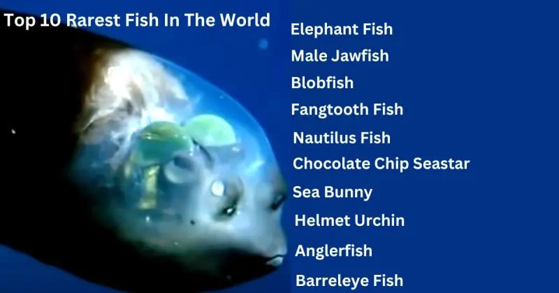 Top 10 Rarest Fish In The World: The Best Guide