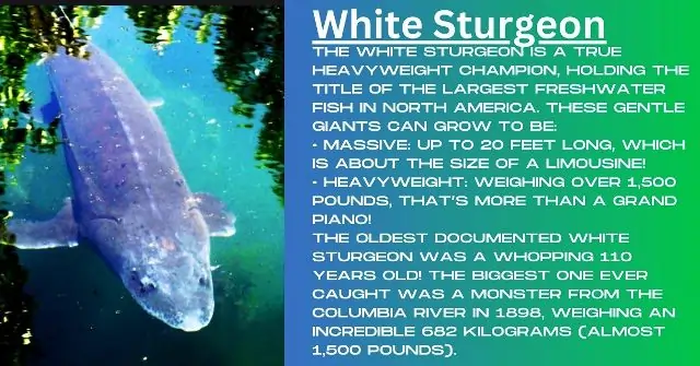 White Sturgeon