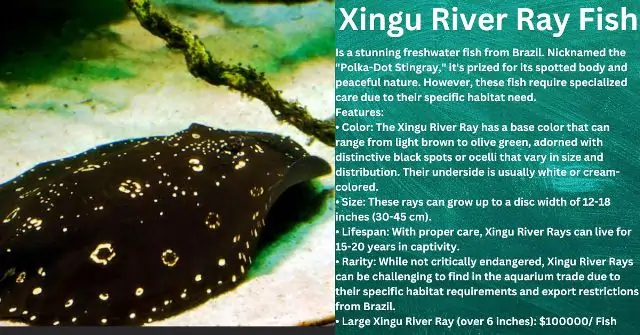 Xingu River Ray Fish