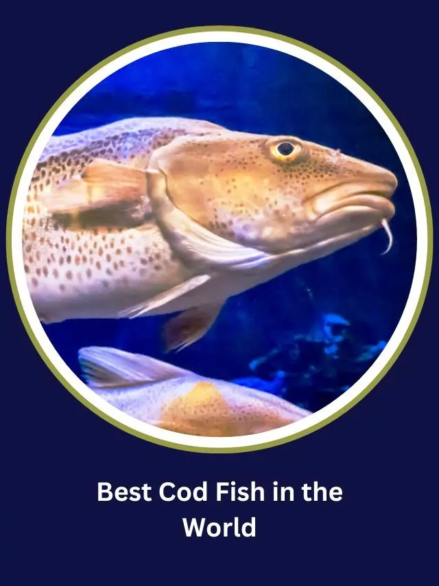 Best Cod Fish in the World: Most Useful Guide 2024